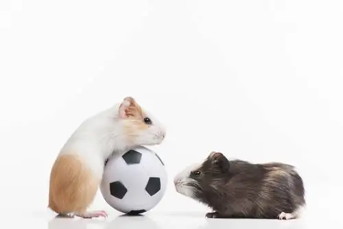 хомяк играет хомяк играет