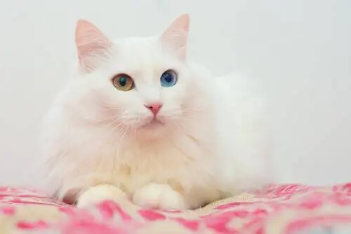 Ангорская кошка Ангорская кошка