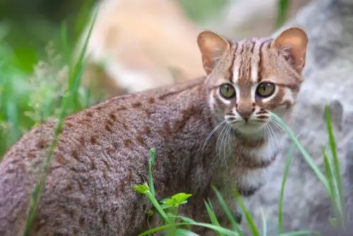 цейлонская кошка цейлонская кошка