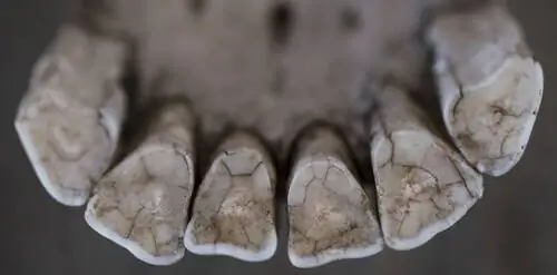 Лошадь-ветеринар 3000 лет назад Лошадь-ветеринар 3000 лет назад
