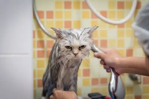 искупать кошку искупать кошку