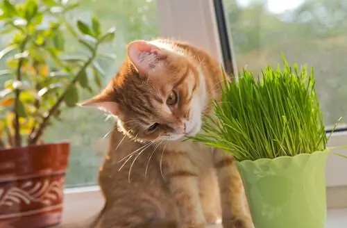 ядовитые растения для кошек