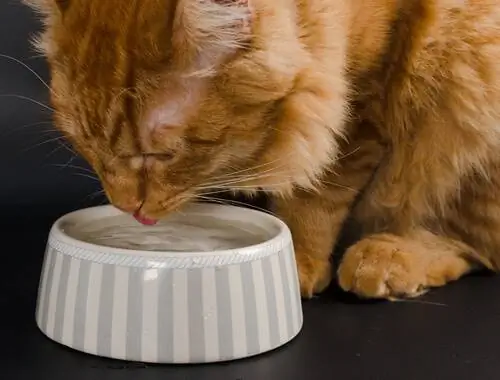 Кошки не пьют столько воды.