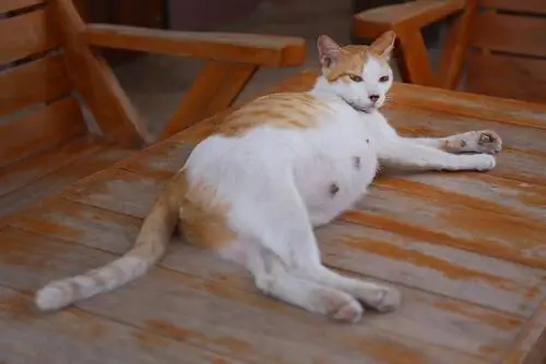 Беременность вашей кошки