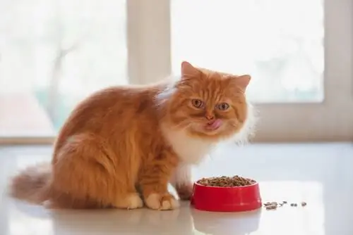 хороший кошачий корм хороший кошачий корм