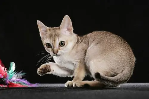 5 самых маленьких пород кошек 5 самых маленьких пород кошек