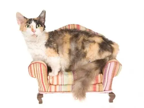 Кошка скукум: уход Кошка скукум: уход