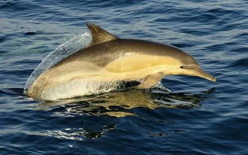 Обыкновенный дельфин или Delphinus delphis Обыкновенный дельфин или Delphinus delphis