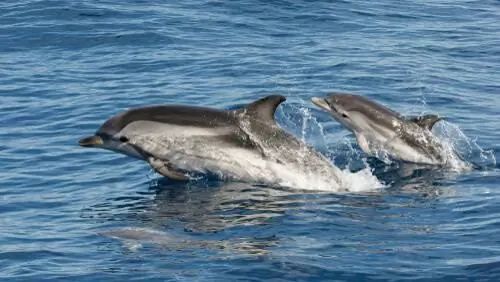 Полосатый дельфин или Stenella coeruleoalba Полосатый дельфин или Stenella coeruleoalba