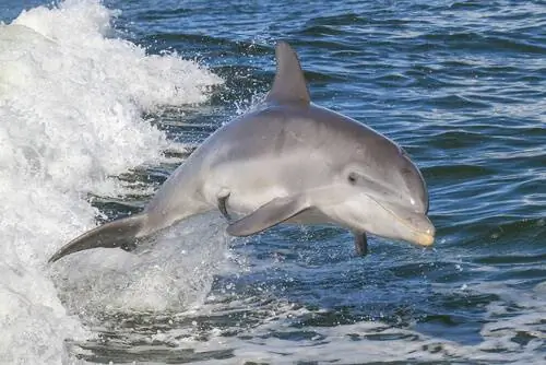 Афалина или афалина или Tursiops truncatus Афалина или афалина или Tursiops truncatus