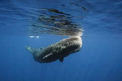 кашалот или Physeter macrocephalus кашалот или Physeter macrocephalus