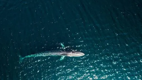 Финвал или Balaenoptera physalus Финвал или Balaenoptera physalus