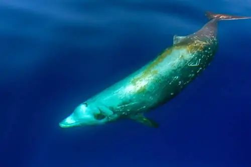 Клювый кит Куйвера или Ziphius cavirostris Клювый кит Куйвера или Ziphius cavirostris