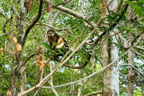 Celebes Ursine кускус Celebes Ursine кускус