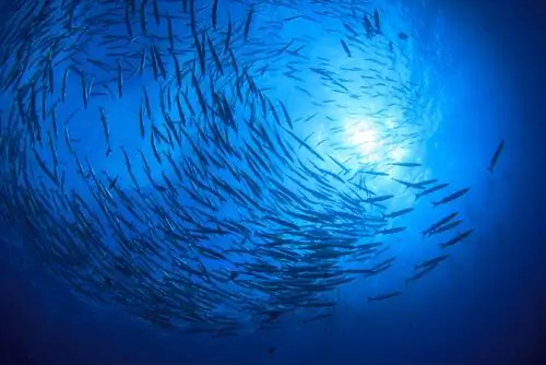 Сейсморазведка на море