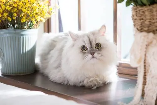 Поведение персидских кошек