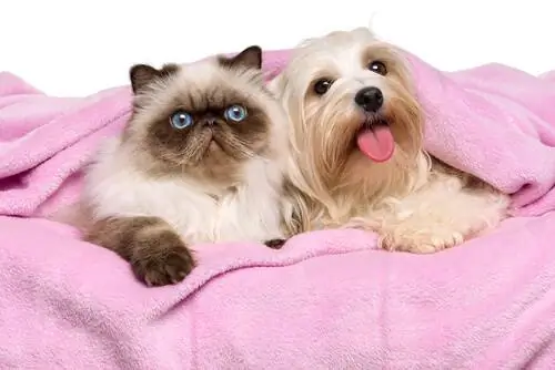 Характеристики персидских кошек