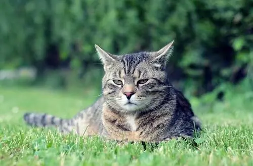 Мэнская кошка: поведение