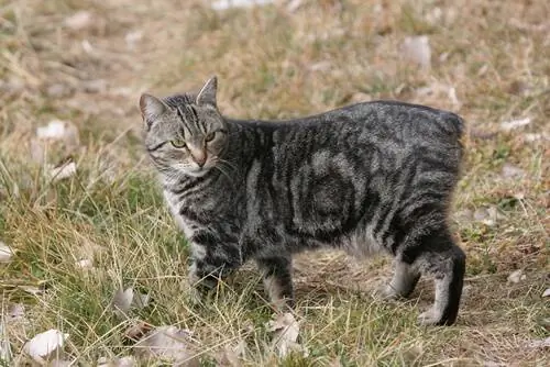 Мэнская кошка: уход