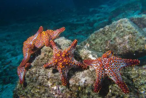 Любопытство о морских звездах Любопытство о морских звездах