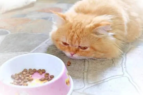 больной кот не ест больной кот не ест