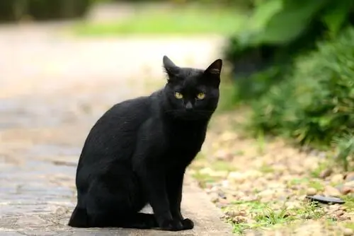 кошки в литературе кошки в литературе