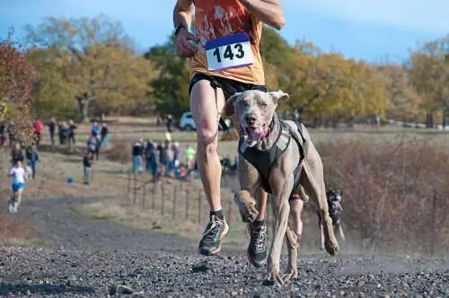 Каникросс: с чего начать
