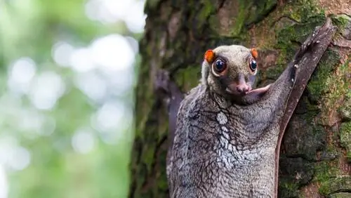 Galeopithecus или colugo: характеристики и поведение