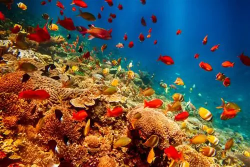 8 самых редких морских животных в мире 8 самых редких морских животных в мире