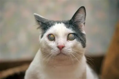 Кошка с глаукомой.