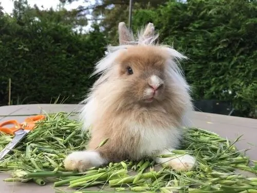 Львиноголовый кролик: кормление Львиноголовый кролик: кормление