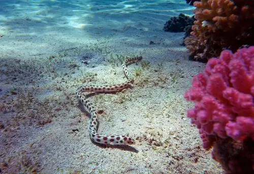 морская змея (Hydrophiinae)