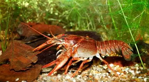 Речные крабы: морфология Речные крабы: морфология