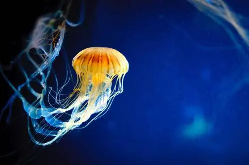 Медузы: размножение и питание Медузы: размножение и питание