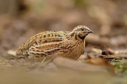Характеристика перепелов (Coturnix) Характеристика перепелов (Coturnix)