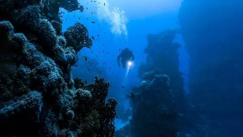 Существуют ли морские насекомые? Существуют ли морские насекомые?