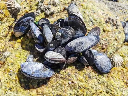 Средиземноморская мидия (Mytilus galloprovincialis)