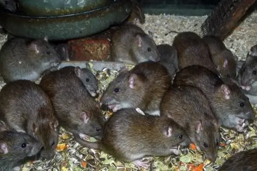 Rattus norvegicus Rattus norvegicus