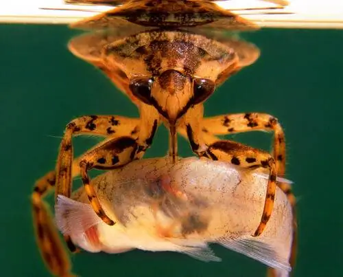 Водяной клоп Belostoma flumineum