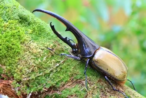 Жук-геркулес (Dynastes hercules)