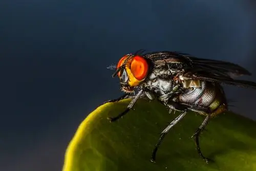Муха Dermatobia hominis