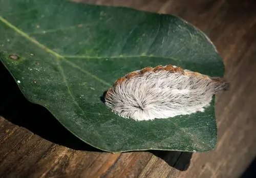 Чучело мотылька (Megalopyge opercularis)