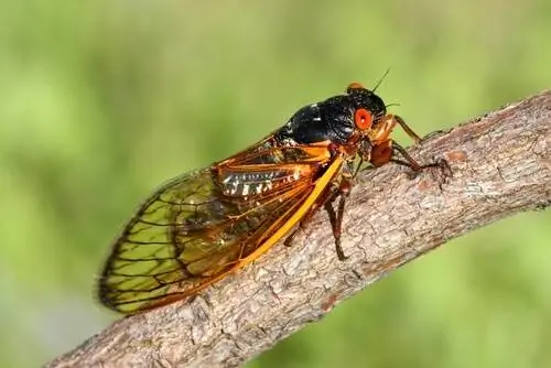 Самые уродливые насекомые в мире
