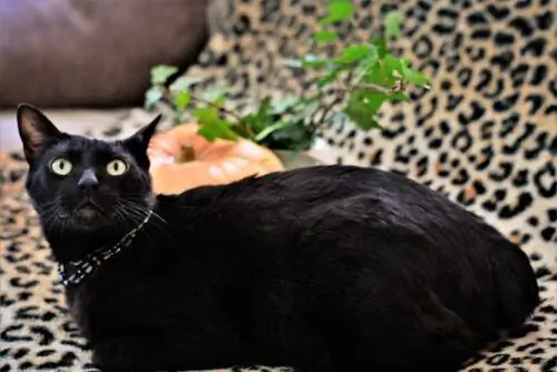 Японский бобтейл, кот удачи Японский бобтейл, кот удачи