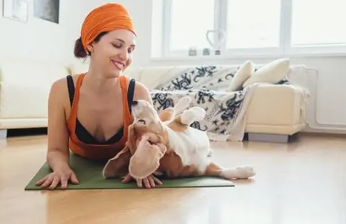 Польза доги для собак