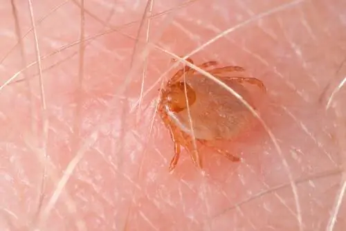 Rickettsia rickettsii: клещ