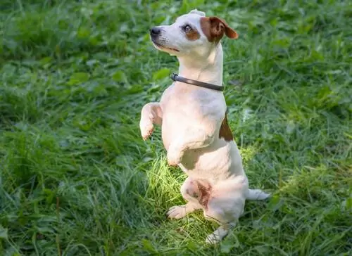 Противопаразитарный ошейник Taberdog Противопаразитарный ошейник Taberdog