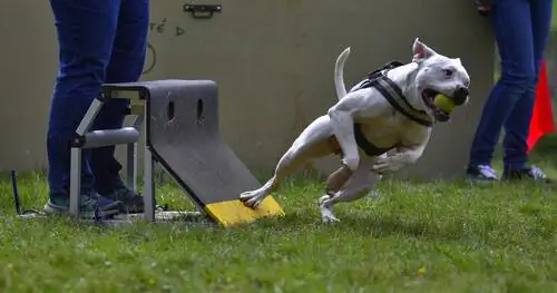 Flyball: 5 советов, как потренироваться с вашим питомцем