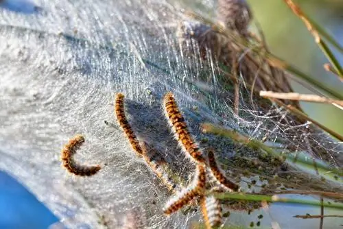 Thaumetopoea pityocampa