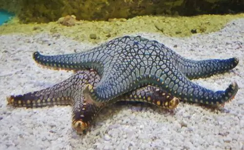 Жизненный цикл морской звезды